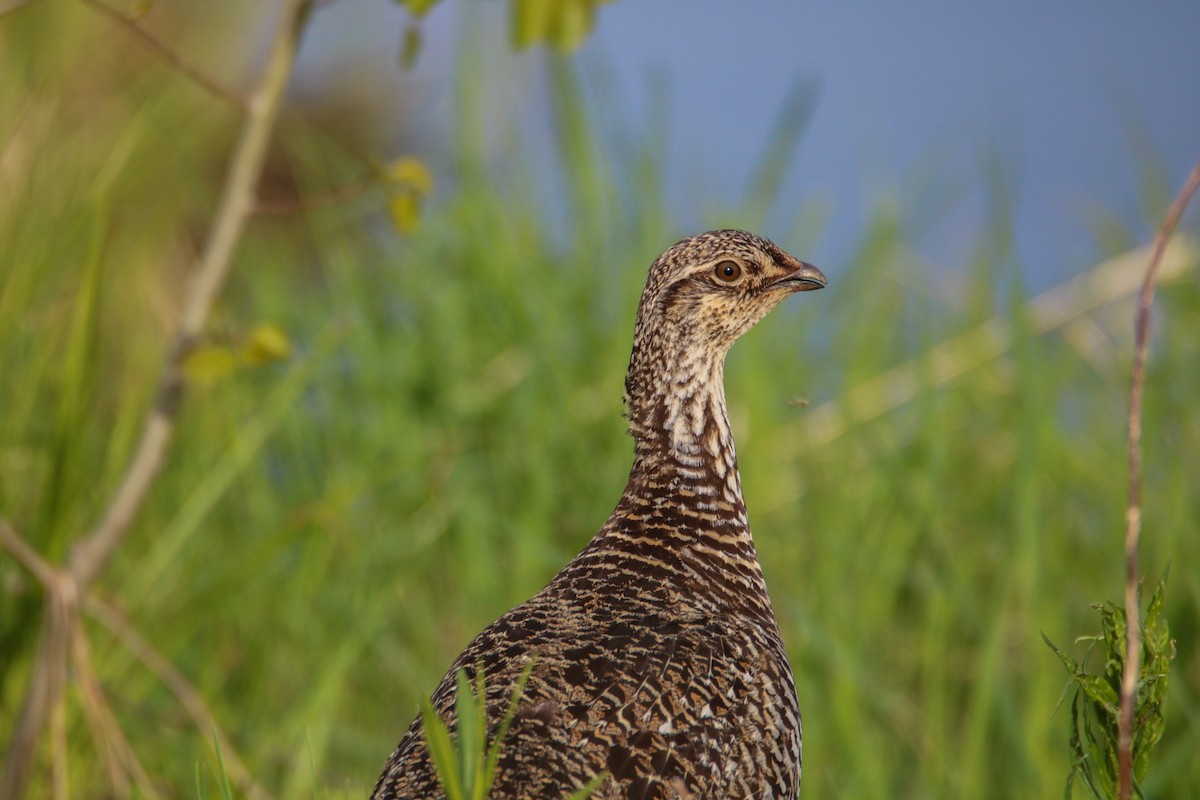 Sharp-tailed Grouse - ML240487031