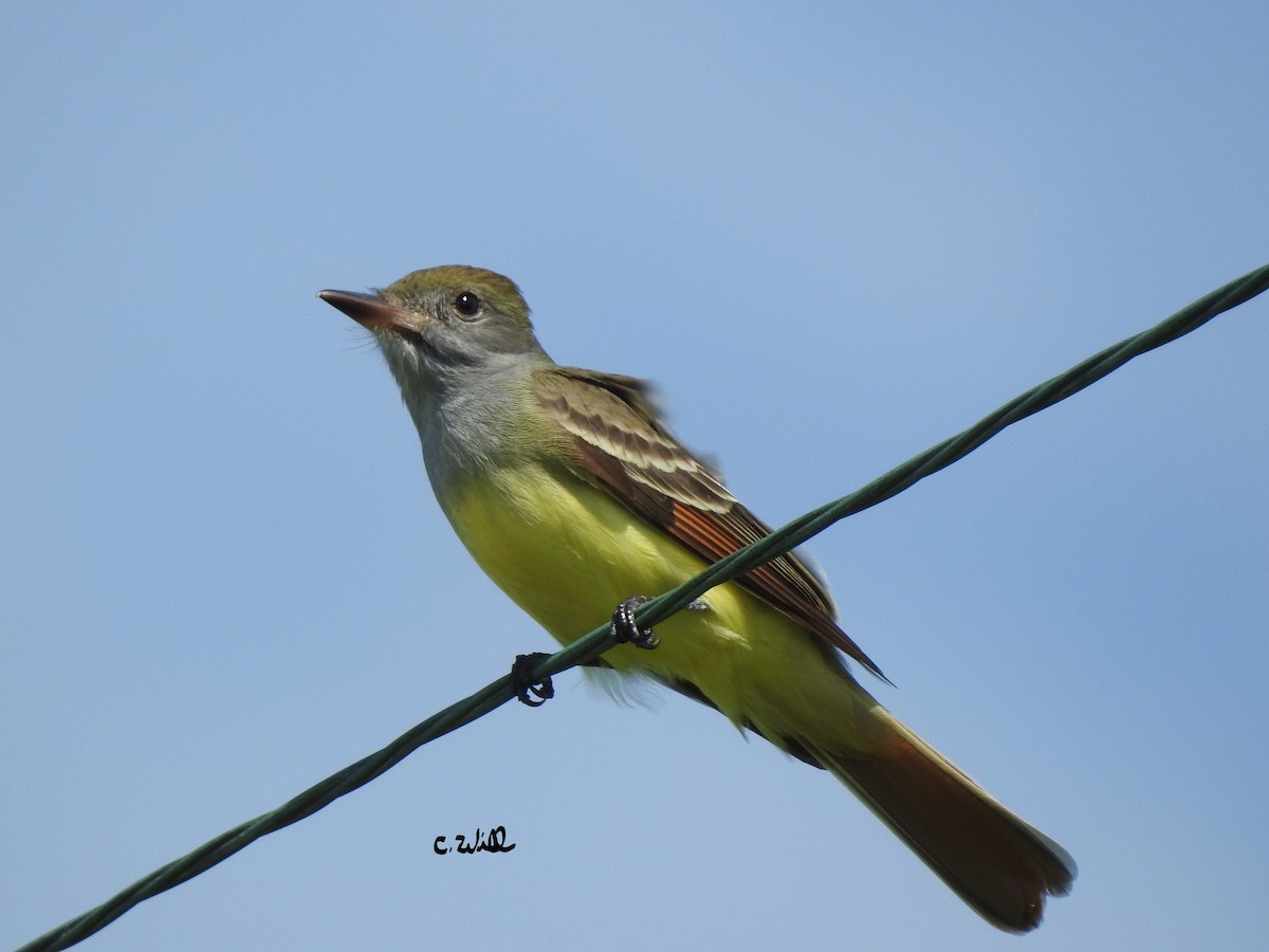 Great Crested Flycatcher - ML240487361