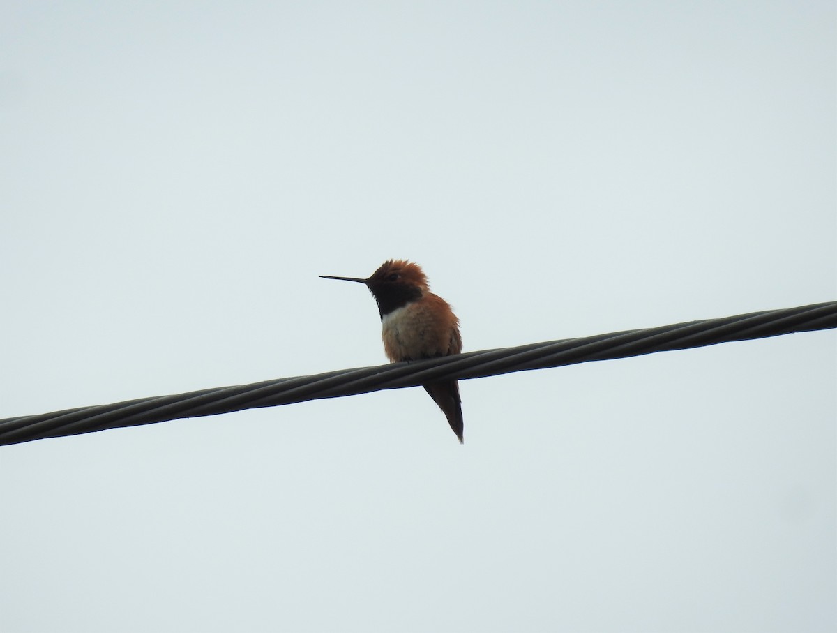 Rufous Hummingbird - ML240489961