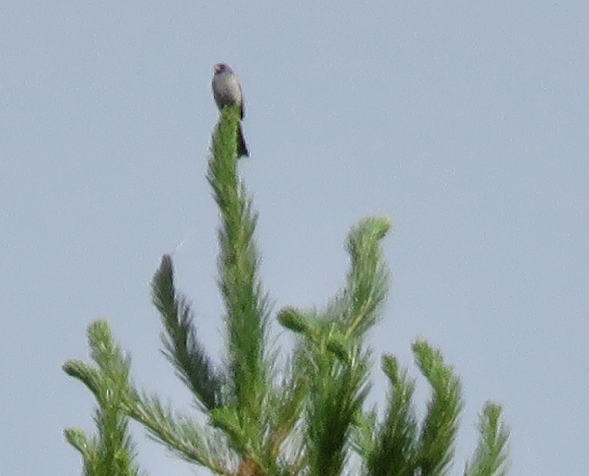 Black-chinned Sparrow - ML240493391