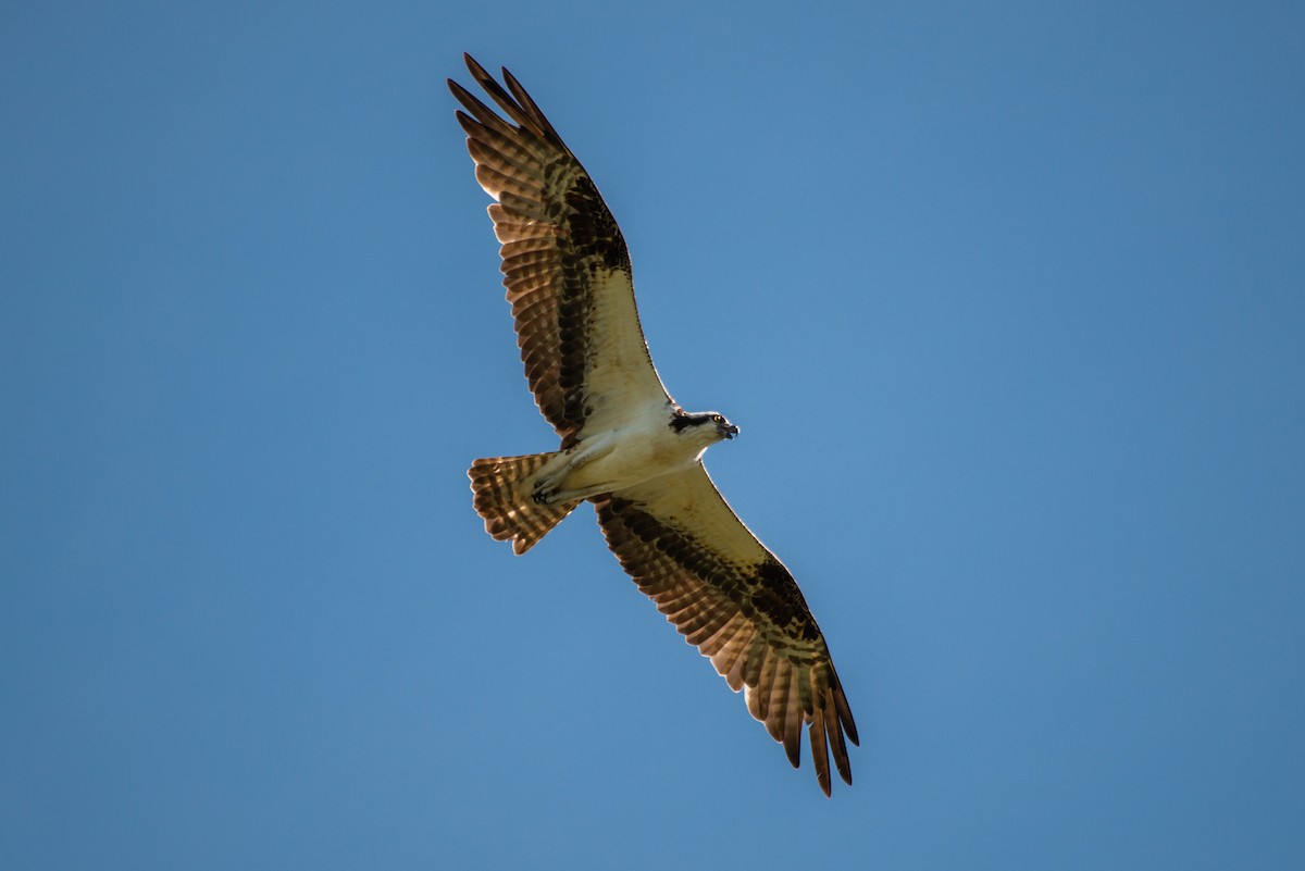 Osprey - Cody Limber