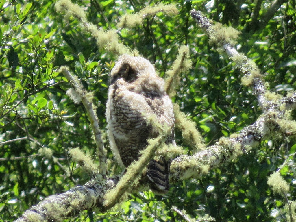 Great Horned Owl - ML240494641