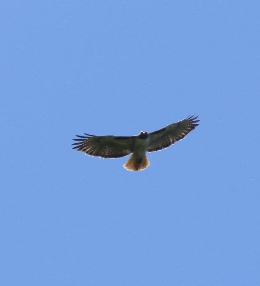 Red-tailed Hawk - ML240494651