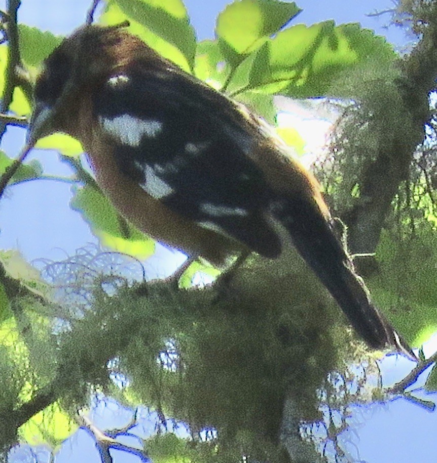 Black-headed Grosbeak - ML240494721