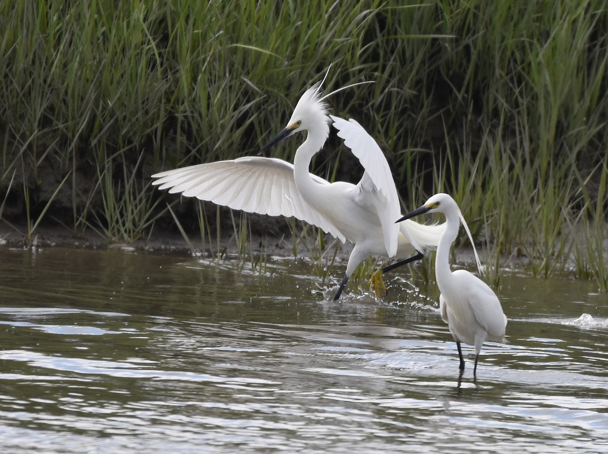Little Egret - Christopher Lindsey