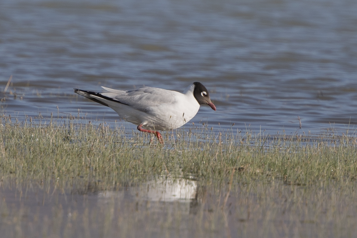 Relict Gull - Simon Colenutt