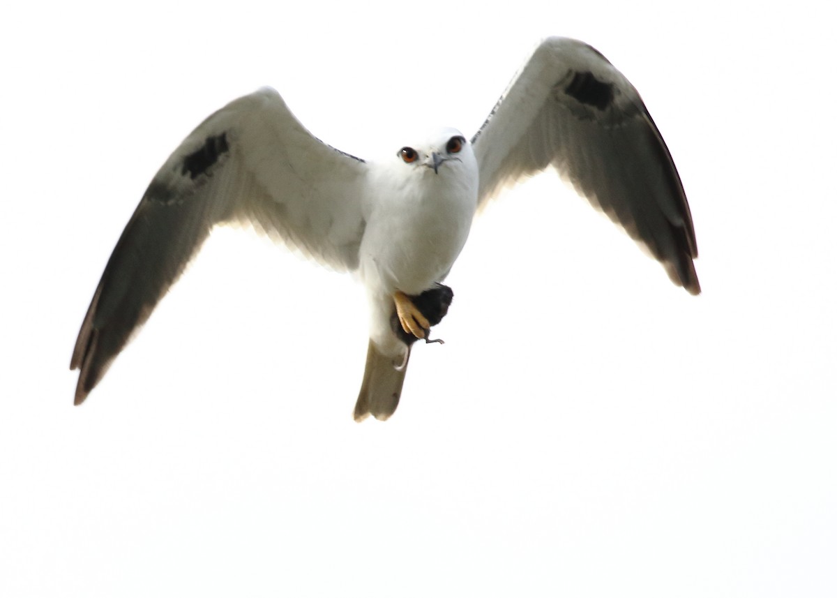 Black-shouldered Kite - Michael Rutkowski
