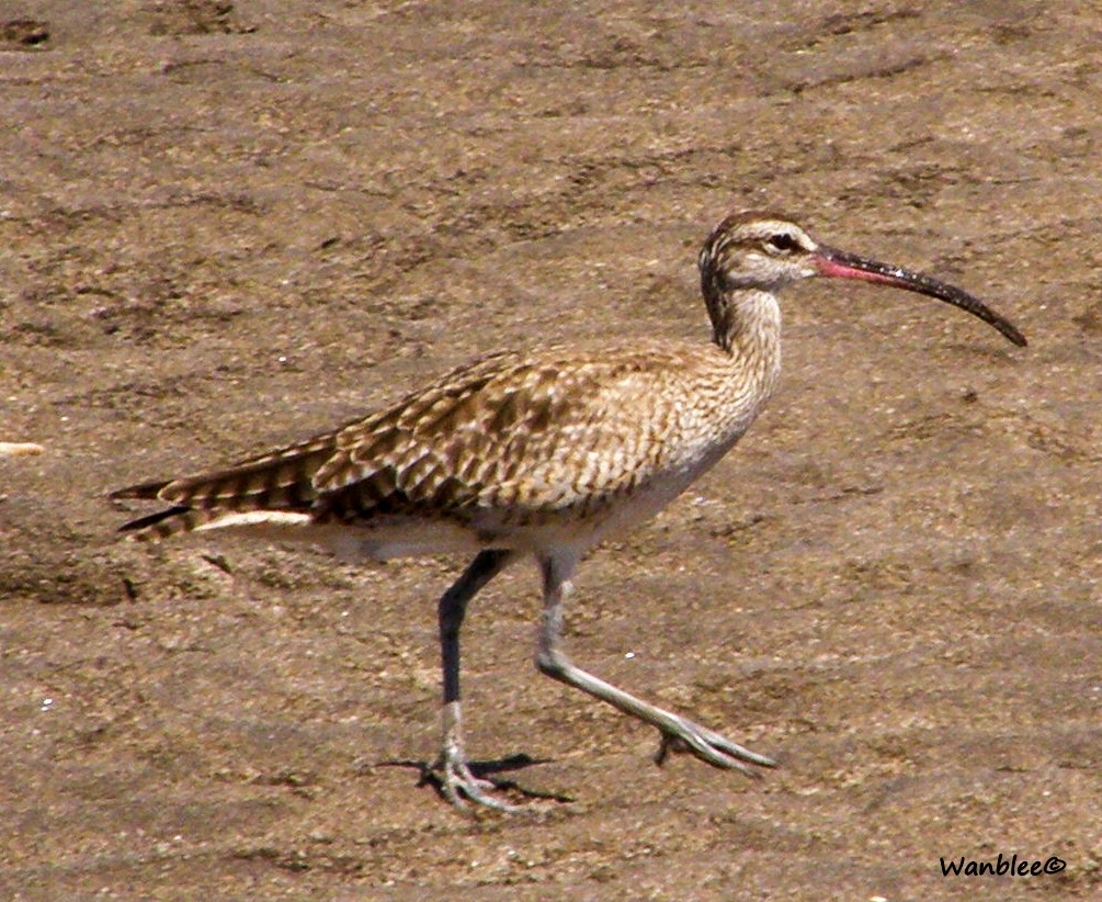 Whimbrel - Christophe Lecocq