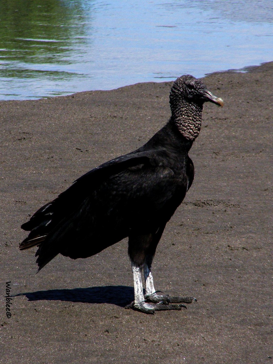 Black Vulture - ML240499061