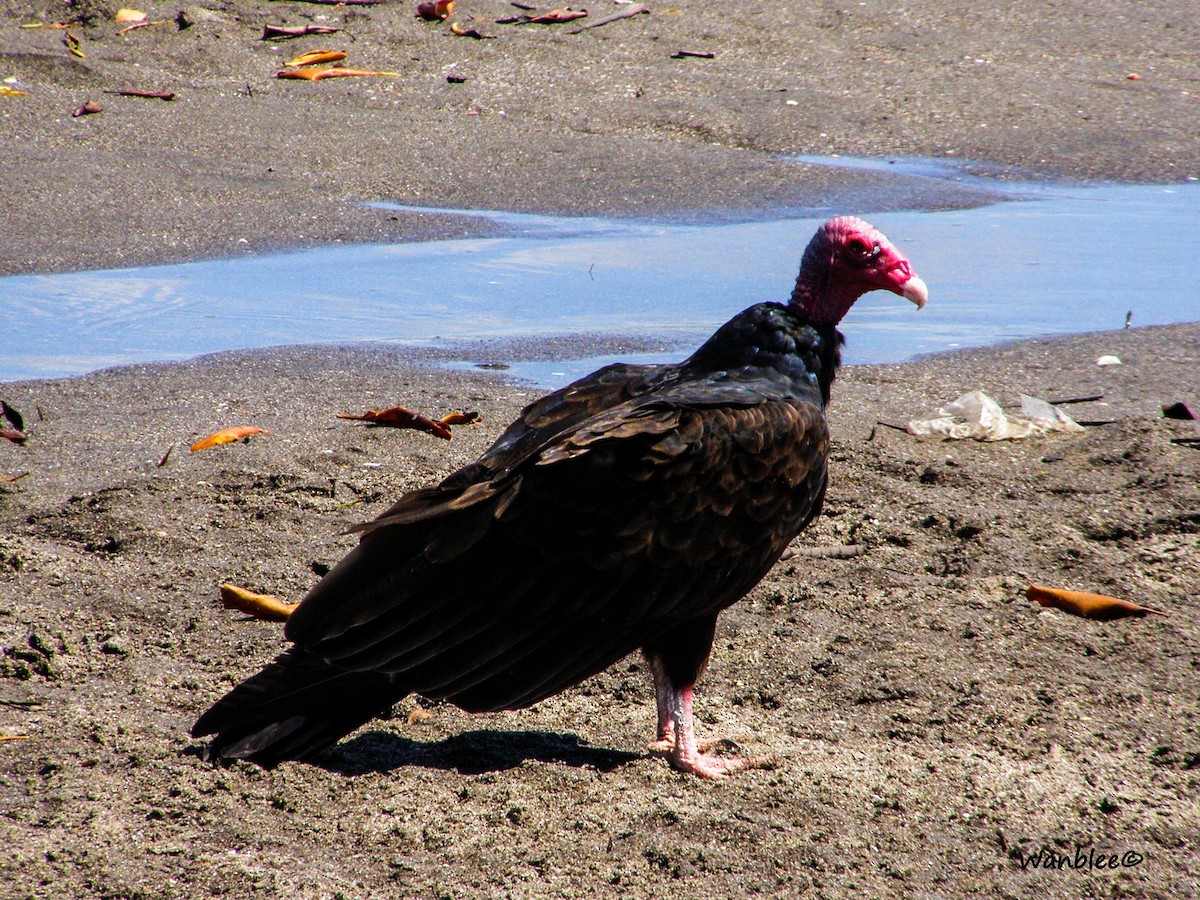 Turkey Vulture - ML240499361