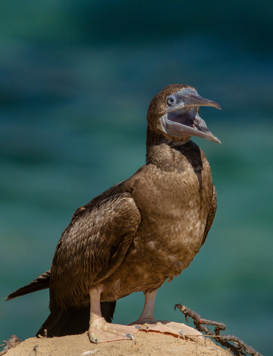Brown Booby - ML240499871