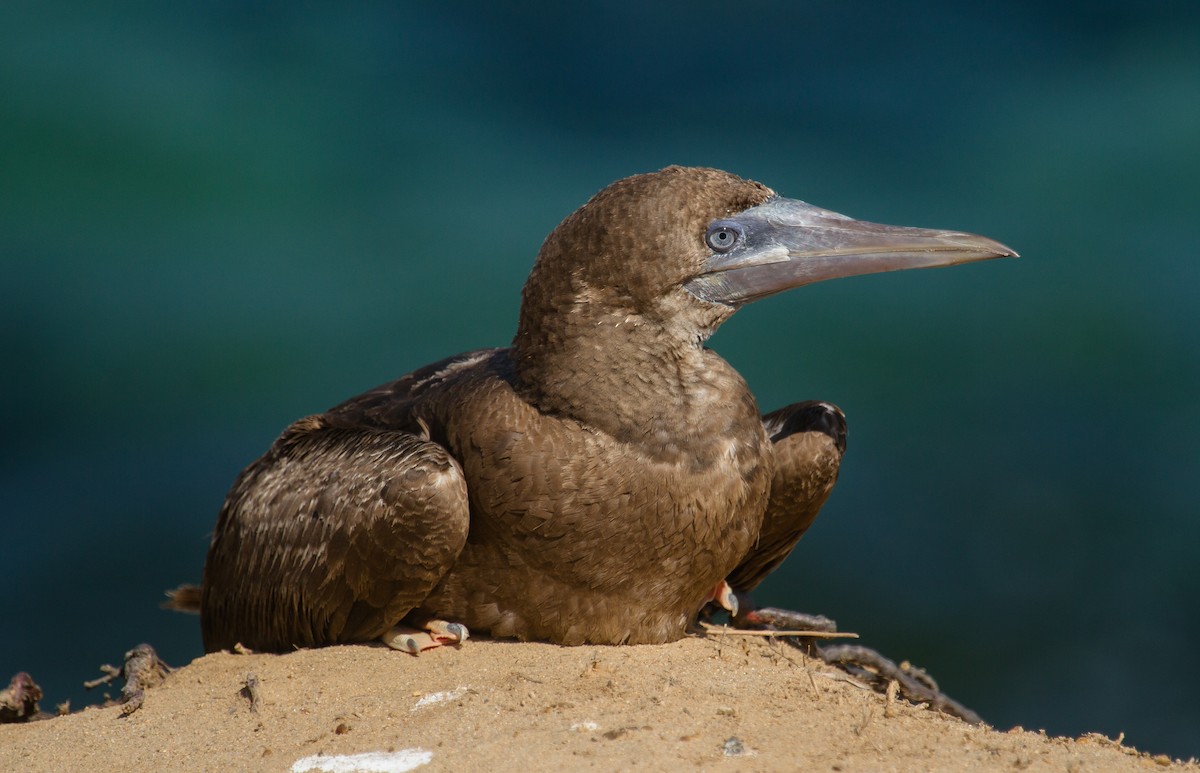 Brown Booby - ML240499901