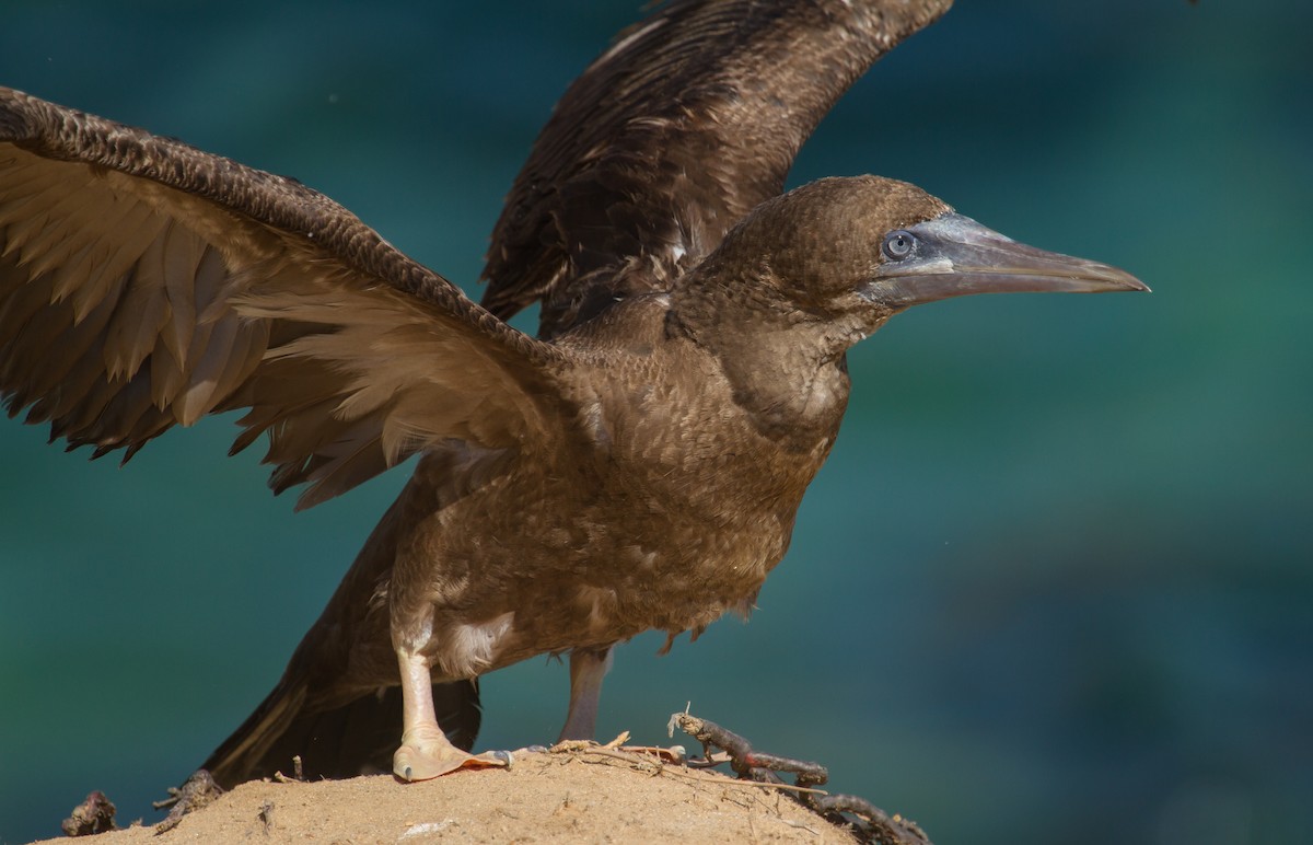 Brown Booby - ML240499911