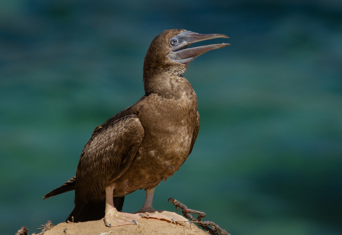 Brown Booby - ML240500251