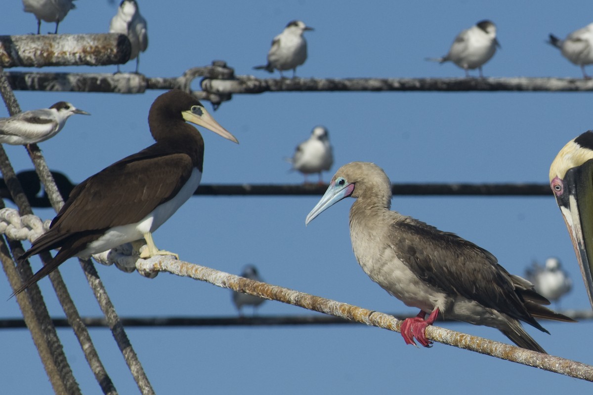 Red-footed Booby - ML24050031