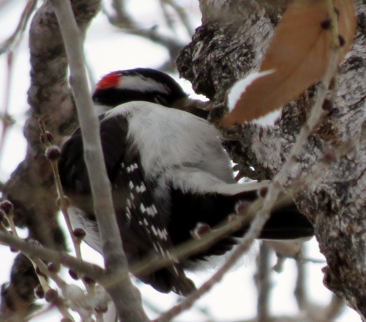 Downy Woodpecker - ML24050061