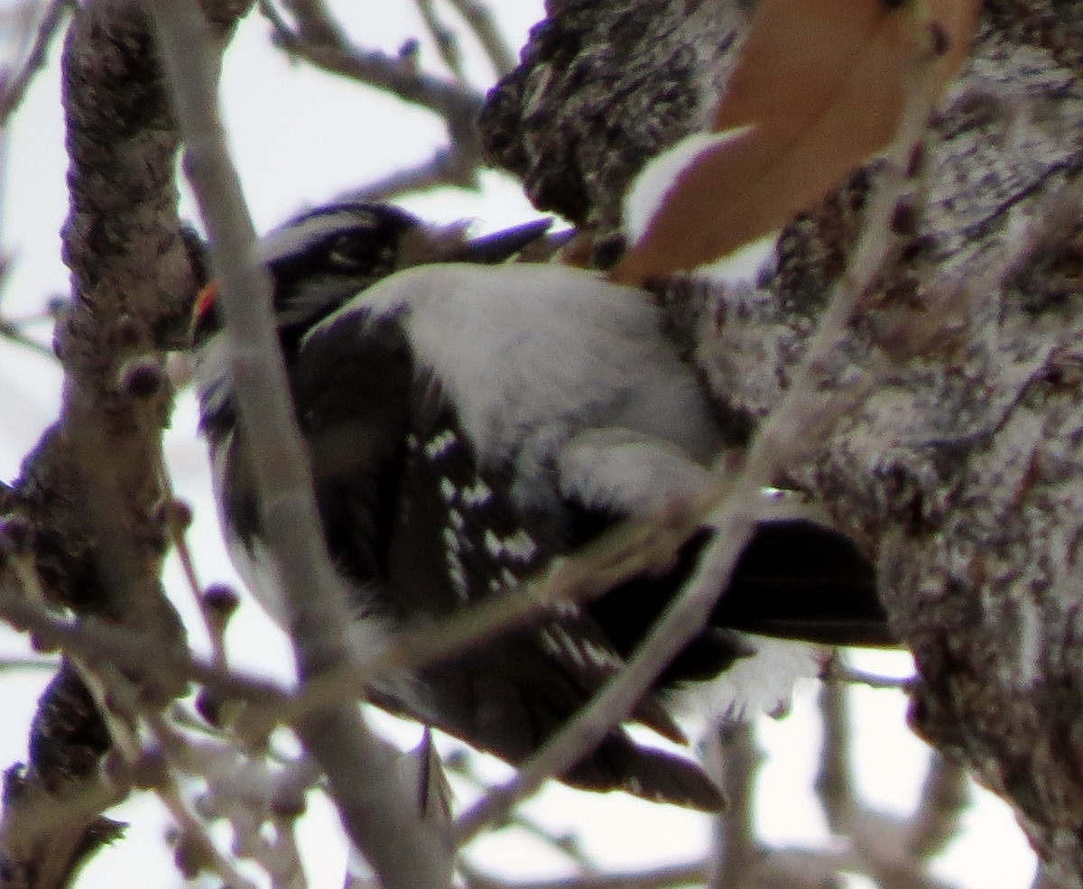 Downy Woodpecker - ML24050071