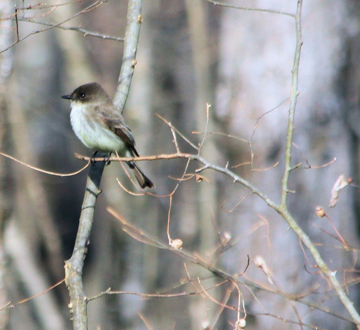 Eastern Phoebe - ML24050311