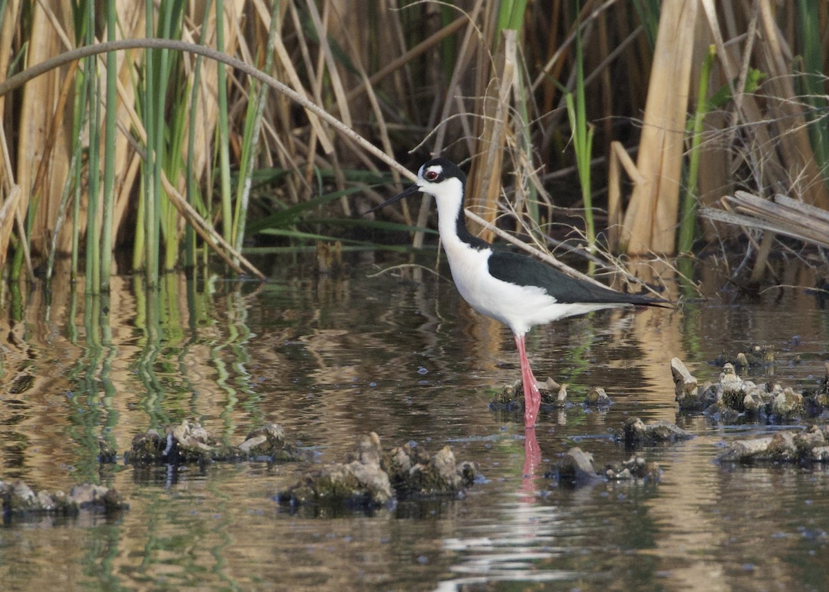 Black-necked Stilt - ML240505051