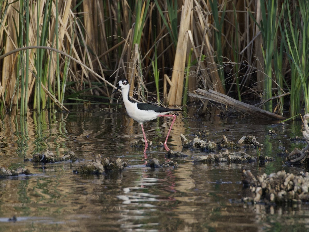 Black-necked Stilt - ML240505081