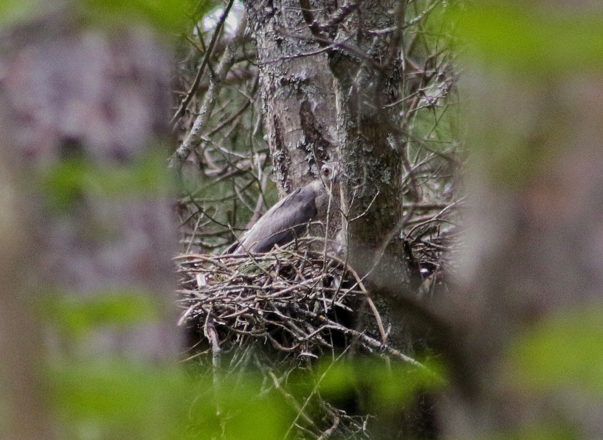 American Goshawk - ML240505241