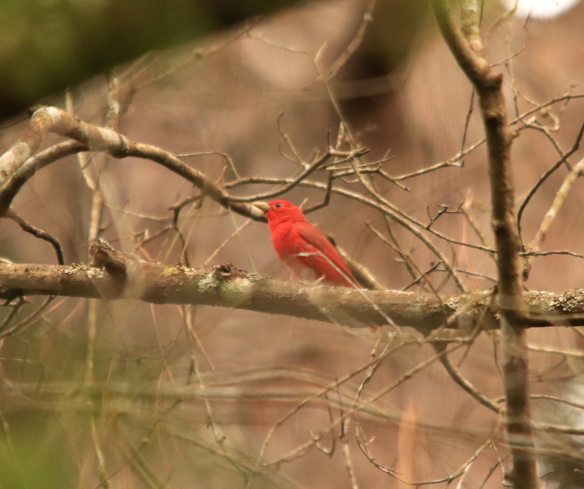 Summer Tanager - ML240505421