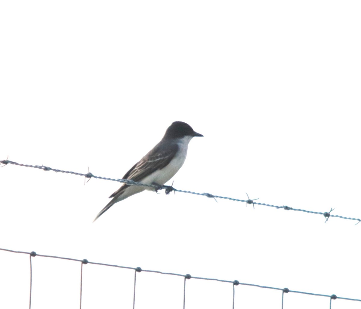 Eastern Kingbird - ML240505551