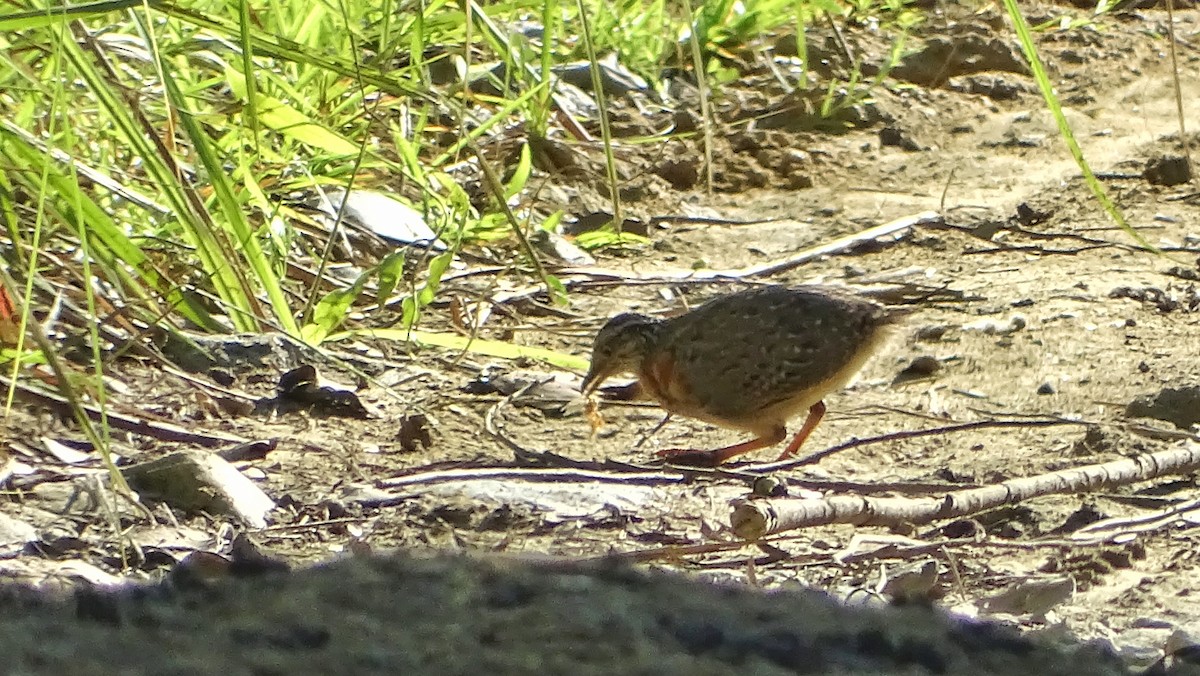 Spotted Buttonquail - ML240505611