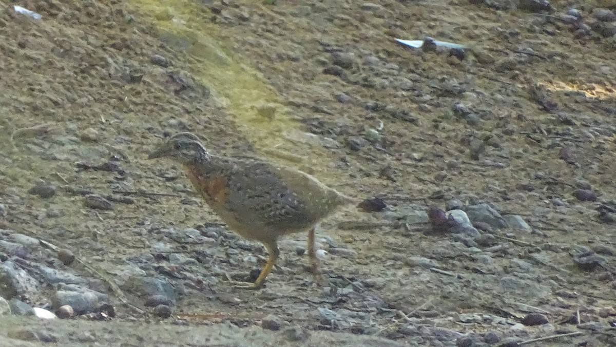 Spotted Buttonquail - ML240505631