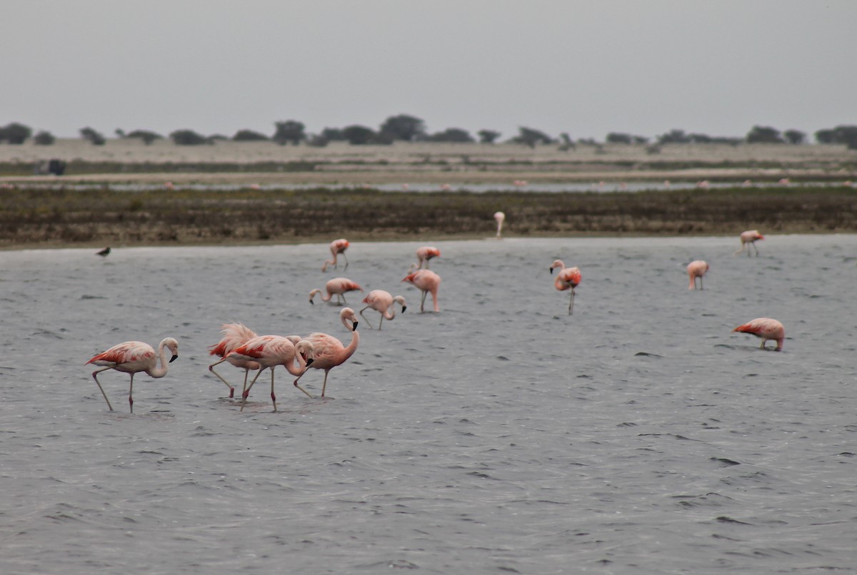 Chilean Flamingo - Omar Custodio - CORBIDI