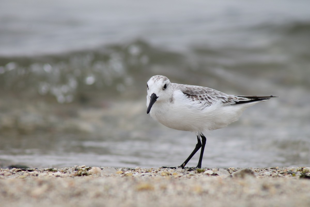 Bécasseau sanderling - ML240506261