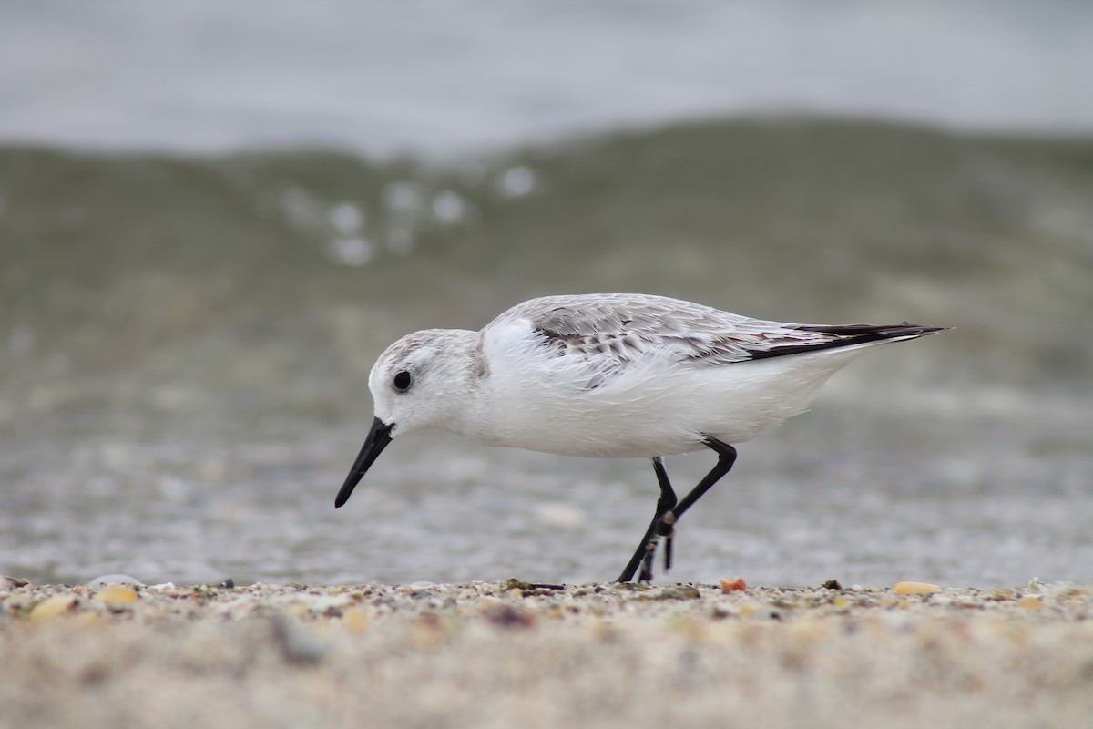 Bécasseau sanderling - ML240506281