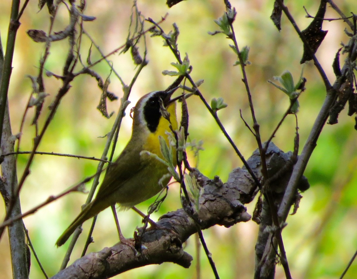 Common Yellowthroat - ML240507891