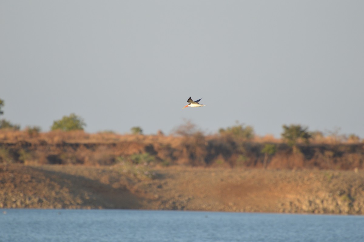 Indian Skimmer - Neenad Abhang