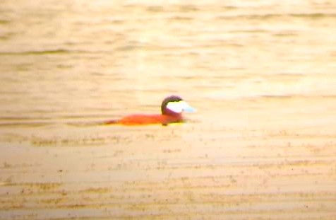 Ruddy Duck - ML240508711