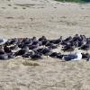 Heermann's Gull - ML240508971