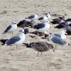 Heermann's Gull - ML240508981