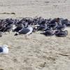 Heermann's Gull - ML240509001