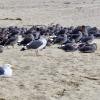 Western Gull - ML240509031