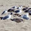 American Herring Gull - ML240509051
