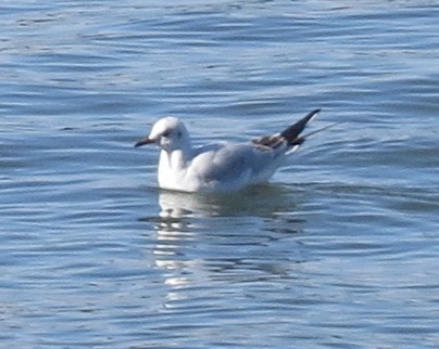 Mouette rieuse - ML24050991