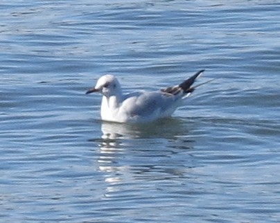 Gaviota Reidora - ML24050991