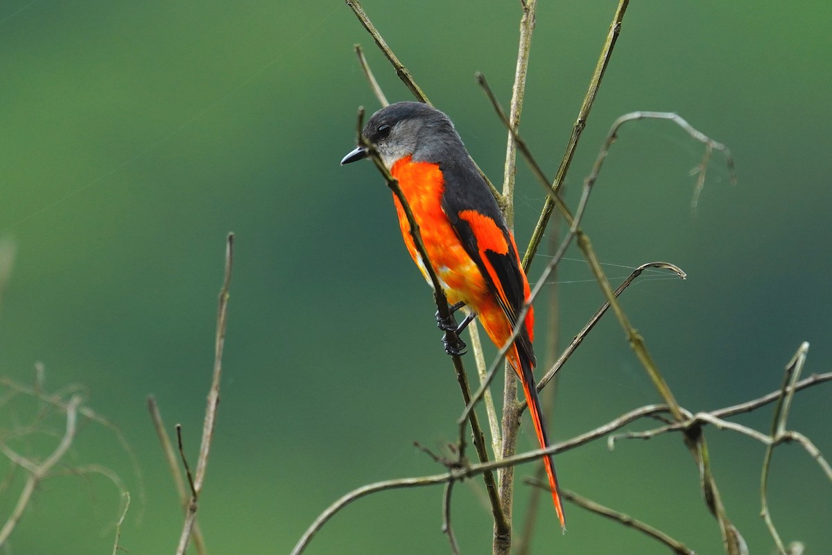 Gray-chinned Minivet - ML240510361