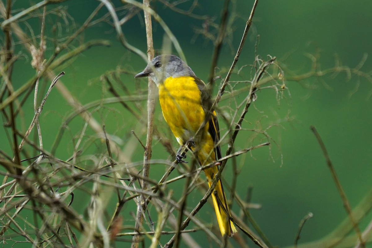 Minivet mandarin - ML240510391