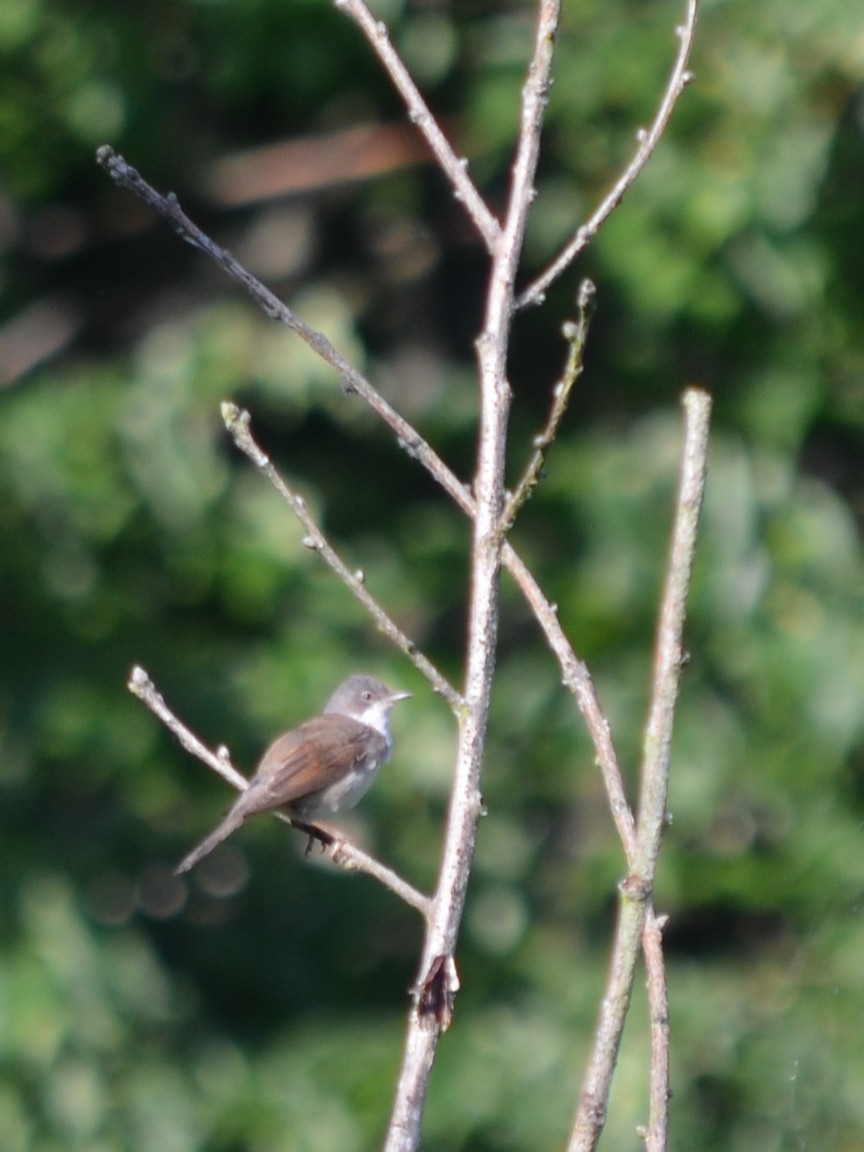 Greater Whitethroat - ML240510661