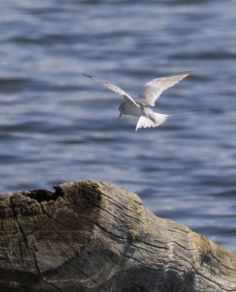 Least Tern - John Puschock