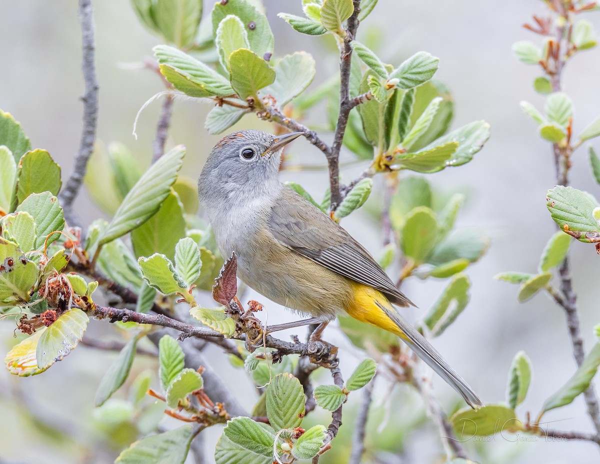 Colima Warbler - Daniel Garza Tobón