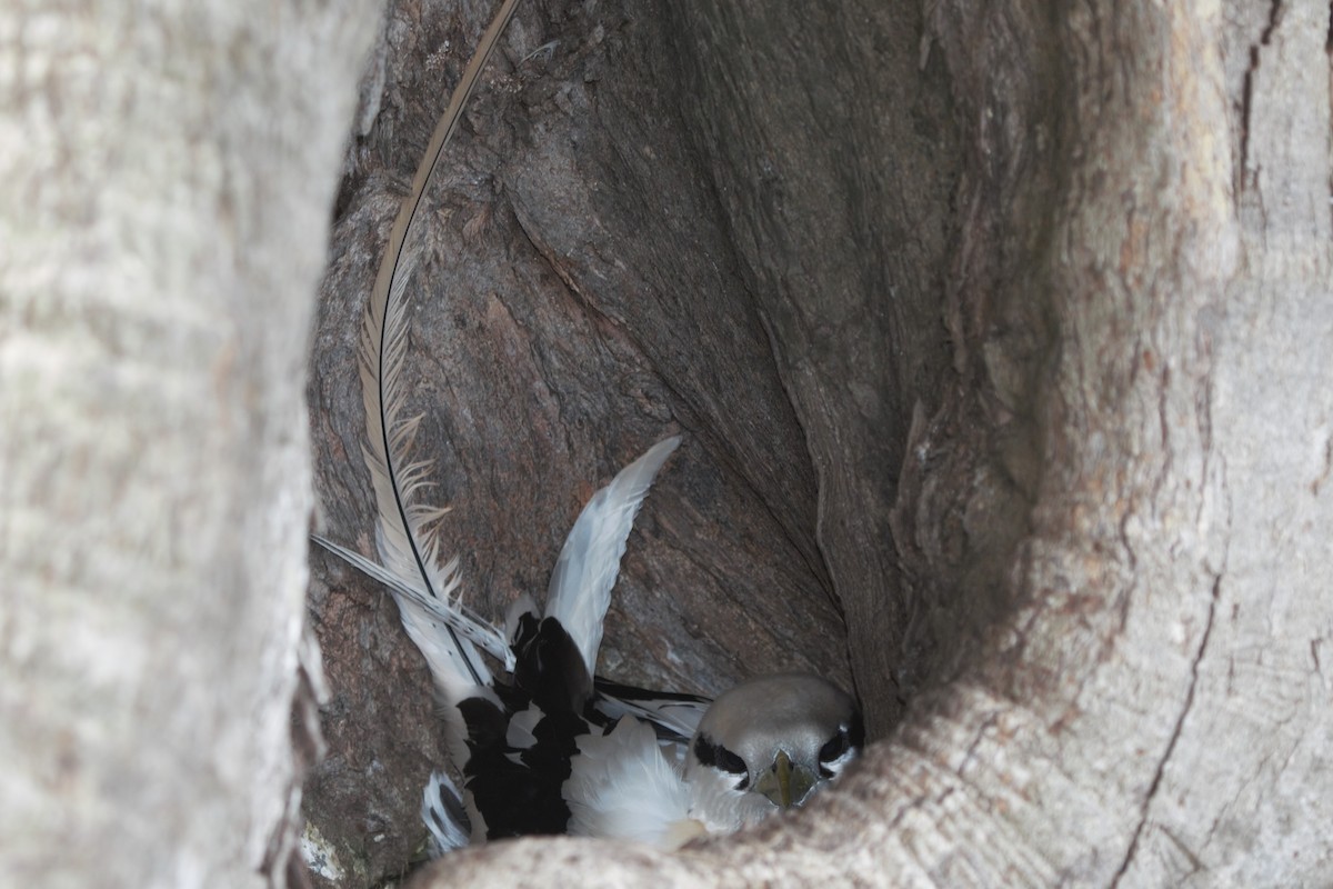 White-tailed Tropicbird - Jonathan Plissner