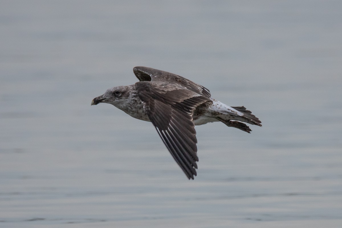 Kelp Gull - ML240514521