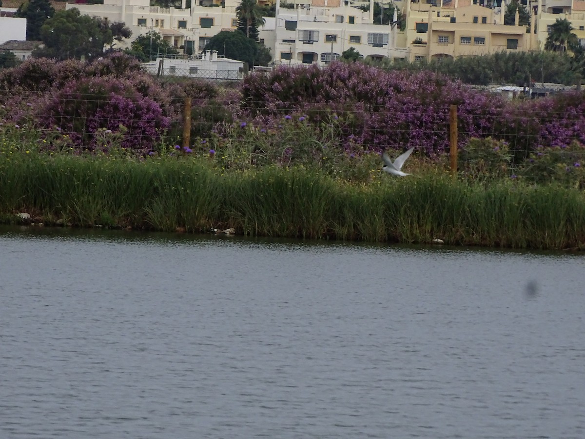 Little Tern - ML240514581